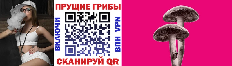 Галлюциногенные грибы Psilocybine cubensis  Пролетарск 